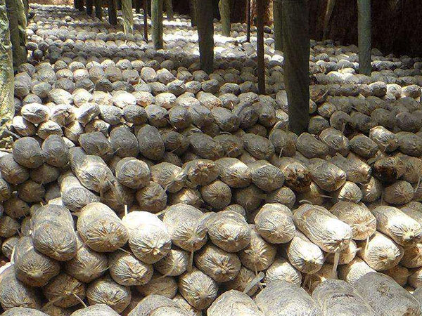 正確判斷菌種的優(yōu)劣必須做到“望、聞、問、切”